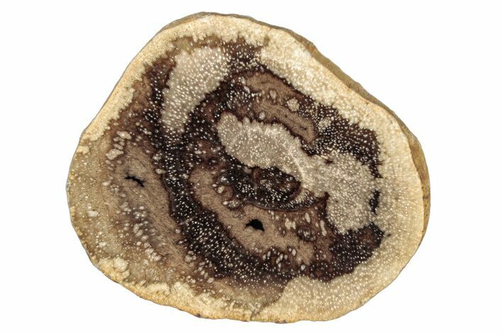 Polished Petrified Wood Slice - McDermitt, Oregon #252979